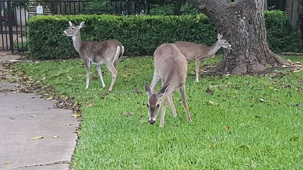 Bridgeland Dog Park | 17330 E Creekside Bend Dr, Cypress, TX 77433, USA