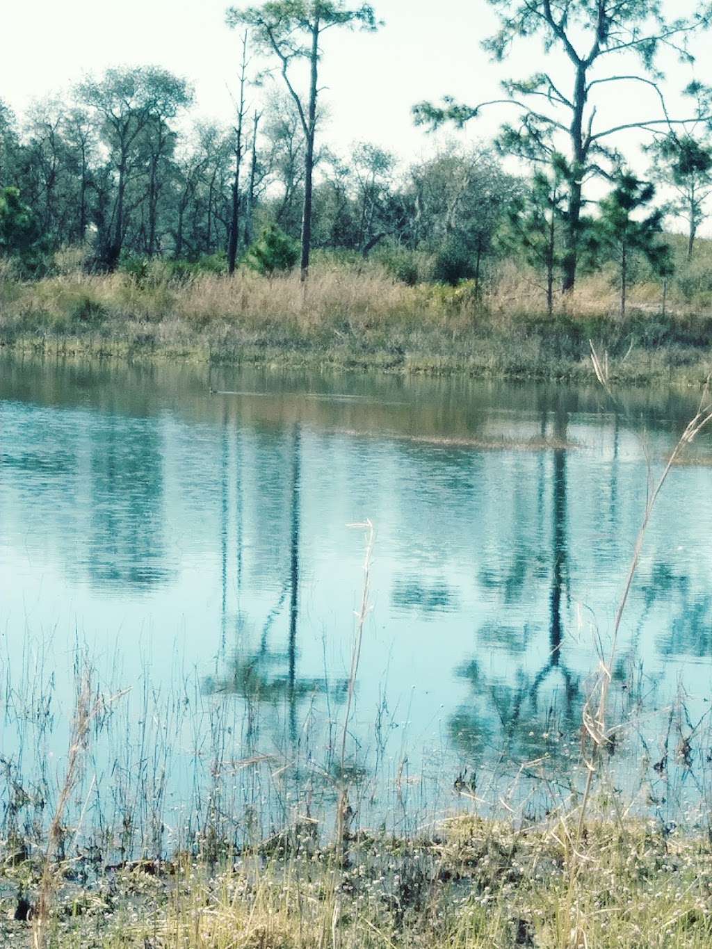 Allen David Broussard Catfish Creek Preserve State Park | 4335 Firetower Rd, Haines City, FL 33844, USA | Phone: (863) 696-1112