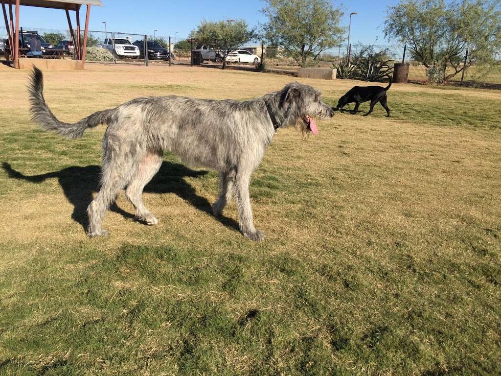 Paseo Vista Recreation Area Bark Park | 3850 S McQueen Rd, Chandler, AZ 85286, USA | Phone: (480) 782-2754