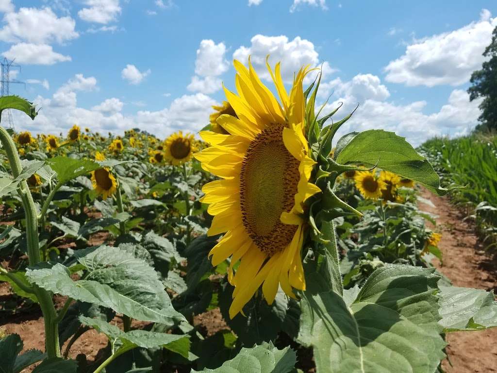 Draper WMA Sunflowers | McConnells, SC 29726, USA