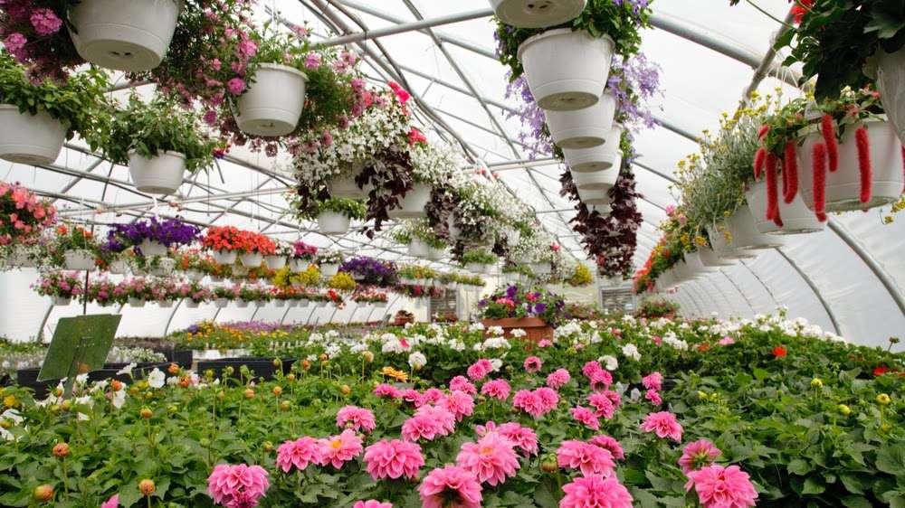Berlins Greenhouses | 6081 Park Rd, Berwick, PA 18603, USA | Phone: (570) 752-4255