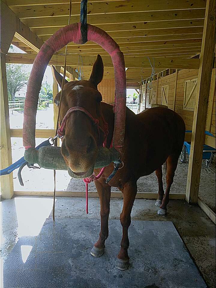 Equine Dentistry Vincent Ferry | The Acreage, Loxahatchee, FL 33470, USA | Phone: (305) 244-0678