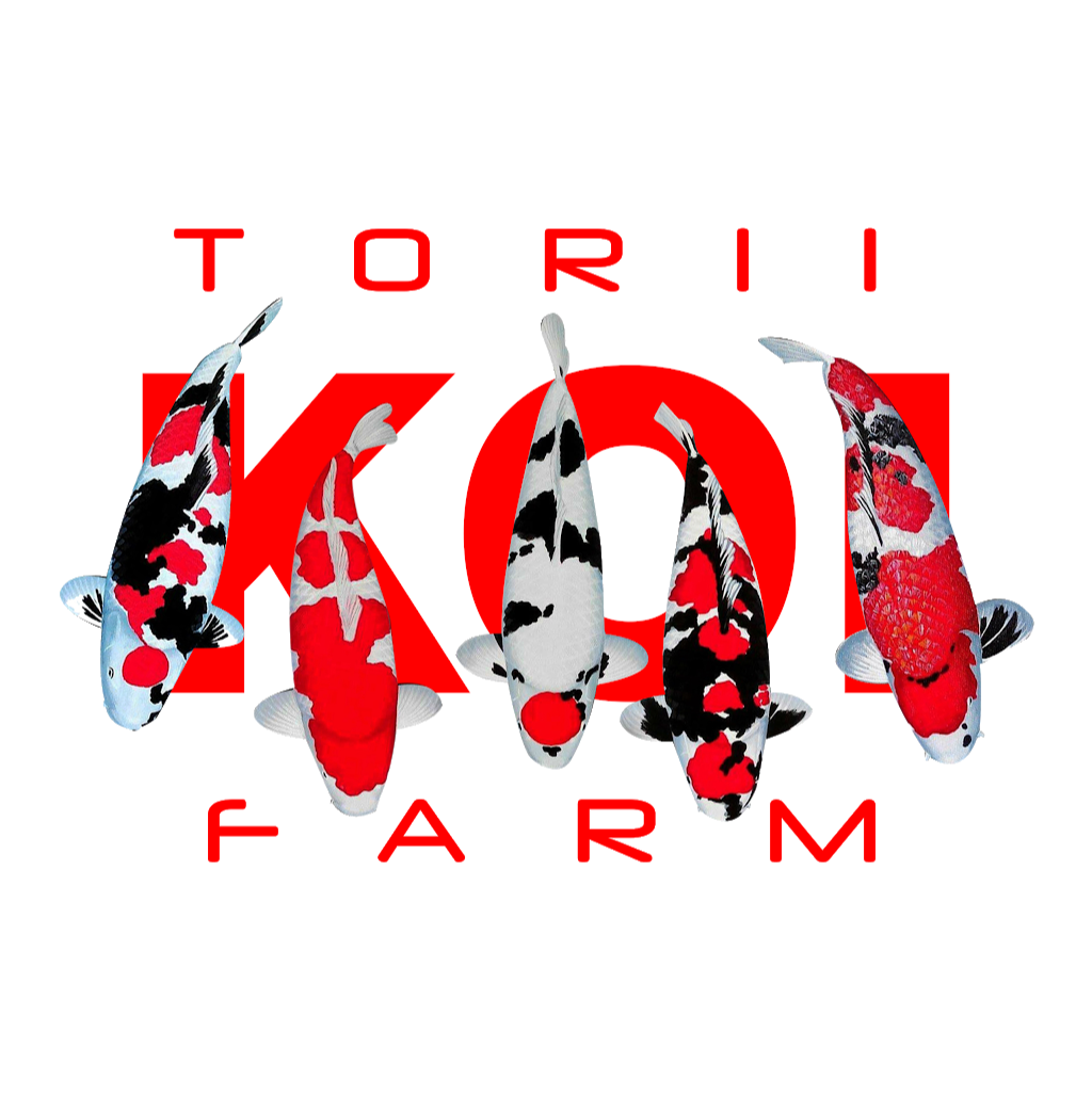 Torii Koi and Pond | 54 E Deer Park Rd, Dix Hills, NY 11746, USA | Phone: (516) 641-0184