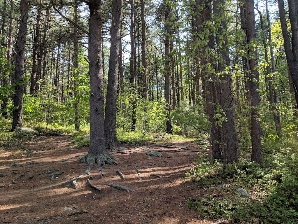 Russell Mill Pond and Town Forest | 105 Mill Rd, Chelmsford, MA 01824