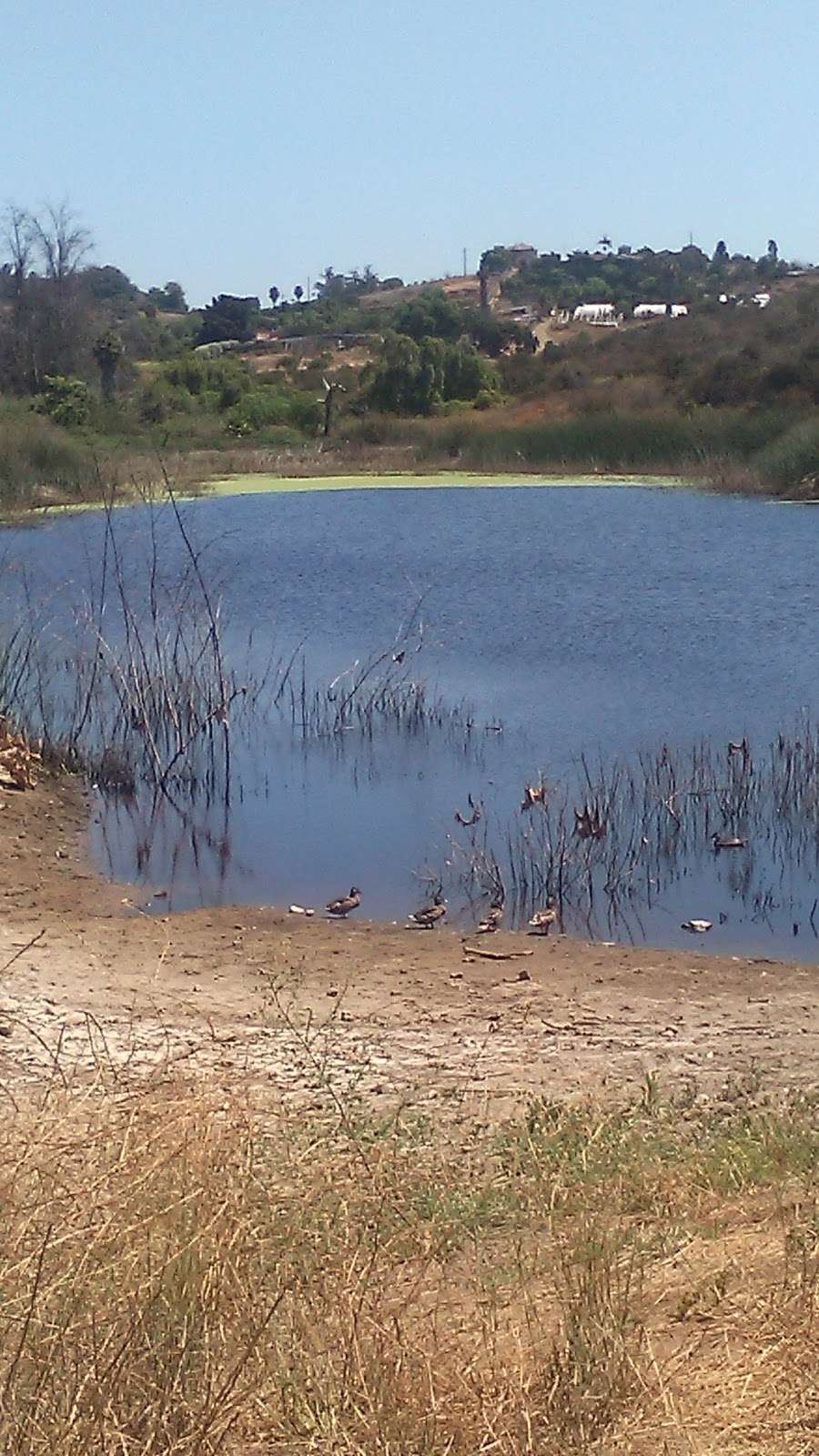 Abeja Pond | Vista, CA 92084, USA