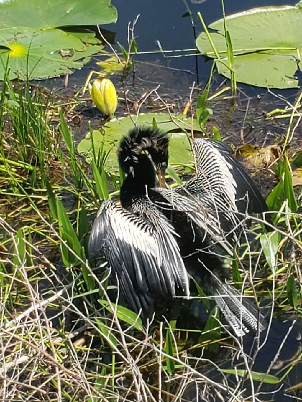 Sharon Rose Wiechens Preserve | Moyer Loop, Wildwood, FL 34785, USA