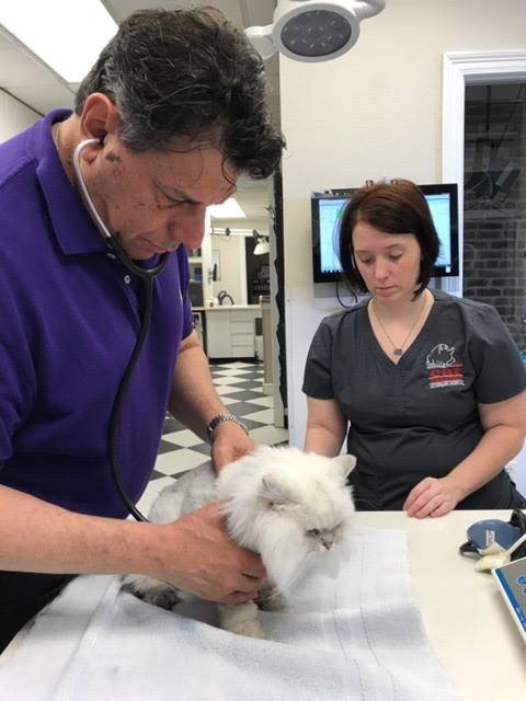 The Cat Practice Veterinary Hospital | 1809 Magazine St, New Orleans, LA 70130, USA | Phone: (504) 525-6369
