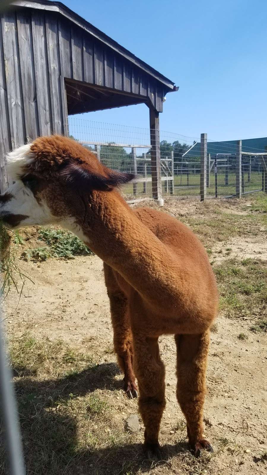 Arrow Acres alpaca farm | 2011 Bentz Rd, Wall Township, NJ 07719 | Phone: (732) 861-1385