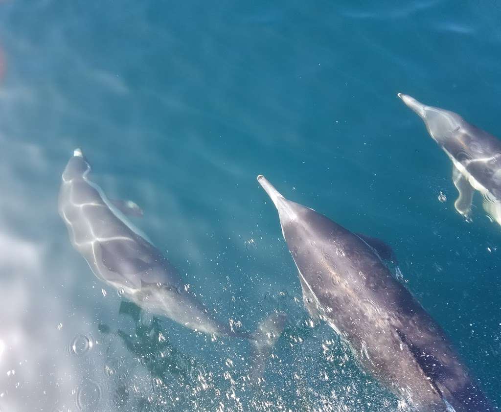 Blue Moon Dolphin Cruise | 13701 Fiji Way, Marina Del Rey, CA 90292, USA | Phone: (424) 272-1954