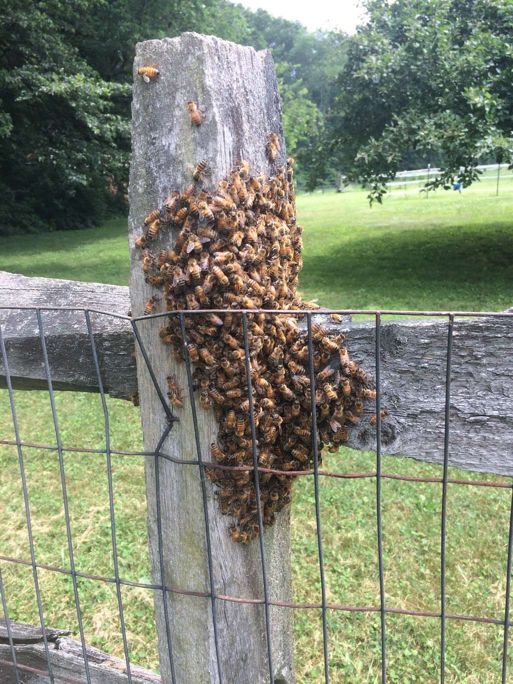 Honey Bee Rescue & Swarm Removal | 10656 Keysville Rd, Emmitsburg, MD 21727, USA | Phone: (301) 748-8372