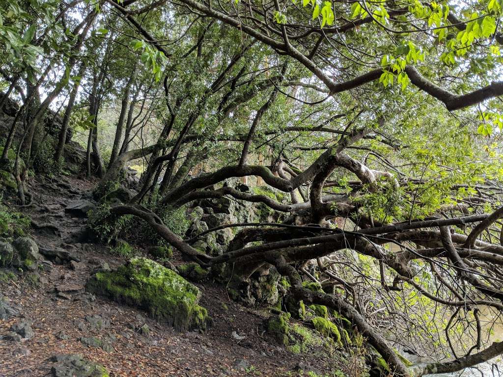 Lake Anza Parking Lot | Lake Anza Rd, Berkeley, CA 94708