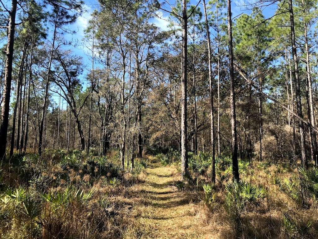 Gator Pond Backcountry Campsite | Unnamed Road, Dade City, FL 33525, USA