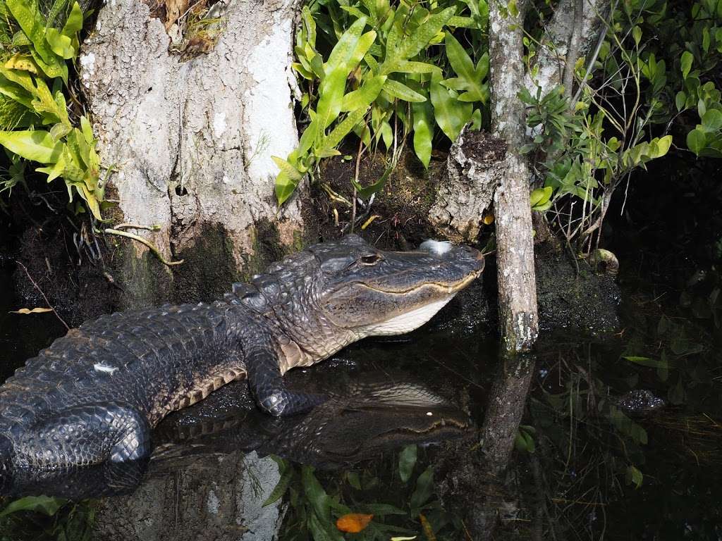 Coopertown The Original Airboat Tour | 22700 SW 8th St, Miami, FL 33194, USA | Phone: (305) 226-6048