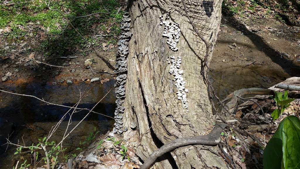 Carpenters Woods | 7049 Greene St, Philadelphia, PA 19119, USA | Phone: (929) 239-8158