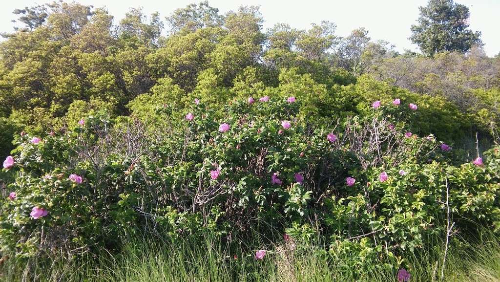 Charles Memorial Park (Gateway National Recreation Area) | Howard Beach, NY 11414, USA | Phone: (718) 338-3799