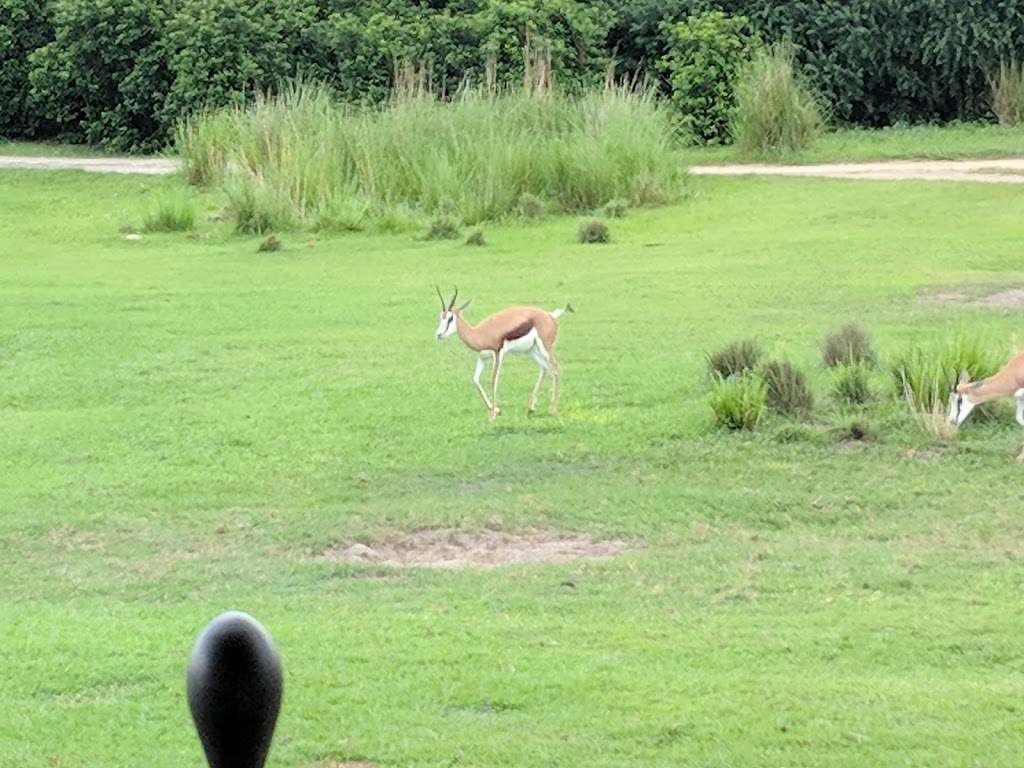 Kilimanjaro Safaris | 2901 W Osceola Pkwy, Orlando, FL 32830, USA | Phone: (407) 939-5277