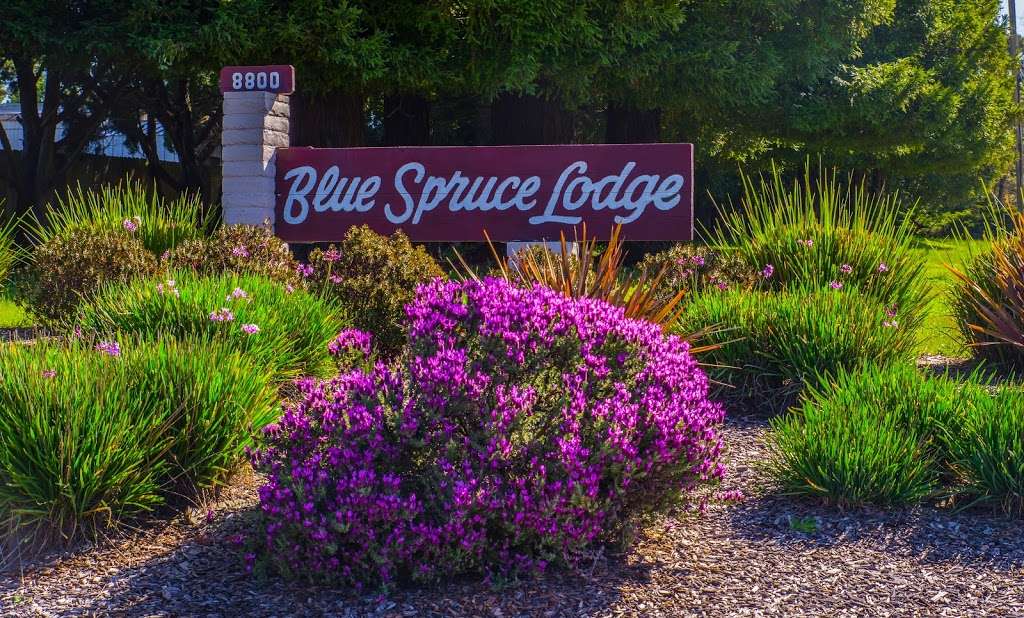 Blue Spruce Mobilehome Lodge | 8800 Green Valley Rd, Sebastopol, CA 95472, USA | Phone: (707) 823-5000