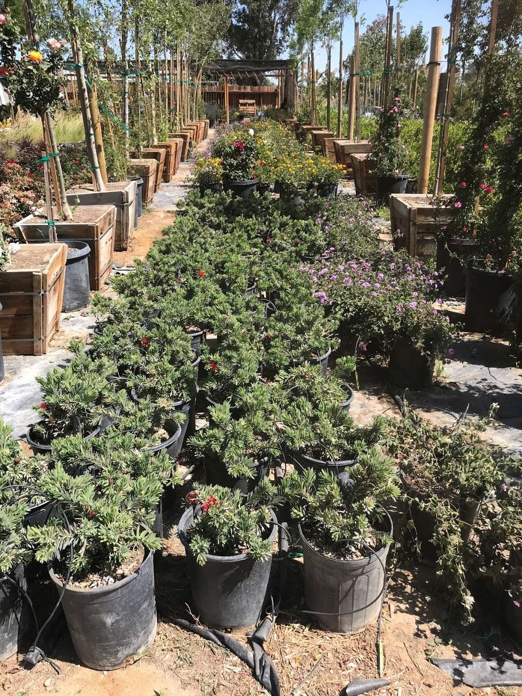 GreenBrush Nursery | 40529 12th St W, Palmdale, CA 93551 | Phone: (661) 266-9137