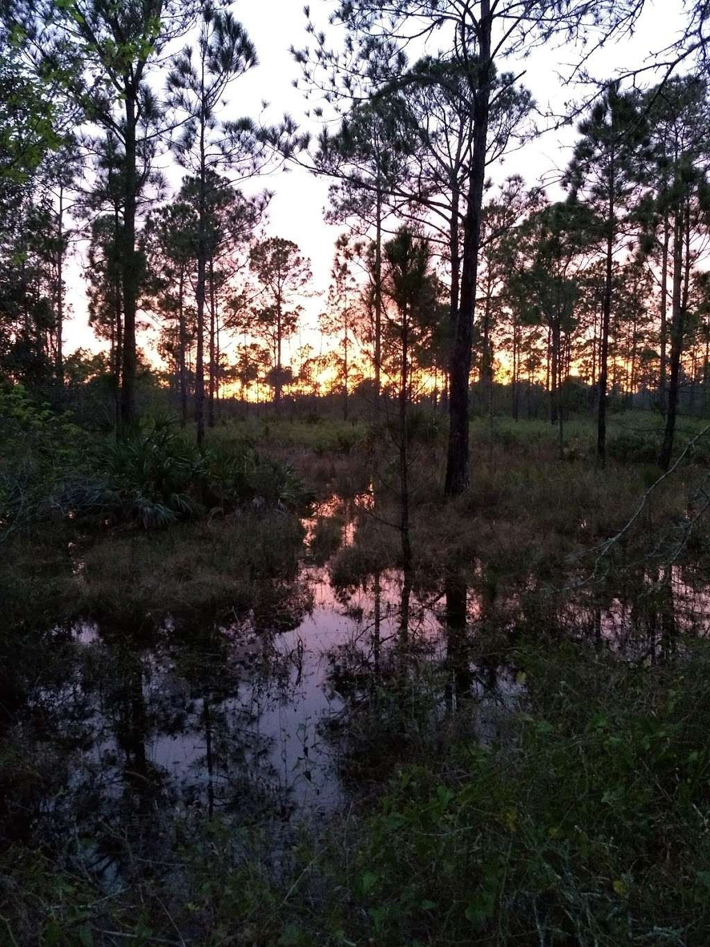 Lake Marion Creek Wildlife Management Area | Eileen Lake Blvd, Haines City, FL 33844, USA | Phone: (863) 648-3200