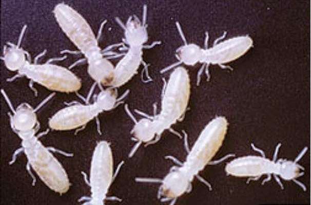 Preferred Termite and Pest Control | 194 N Broadway #2, Pennsville, NJ 08070 | Phone: (856) 376-3250