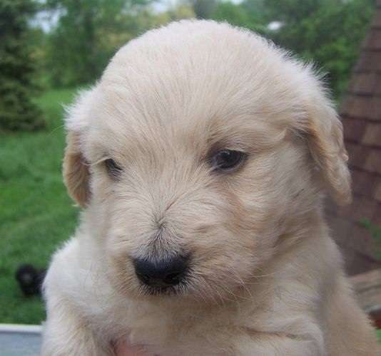 Goldendoodle Puppies For Sale | Goldendoodle Breeder Midwest | 41w704 Farview Rd, Elburn, IL 60119 | Phone: (630) 803-4405
