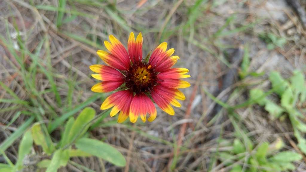 University of Central Florida Arboretum | Wildflower Loop, Orlando, FL 32826, USA