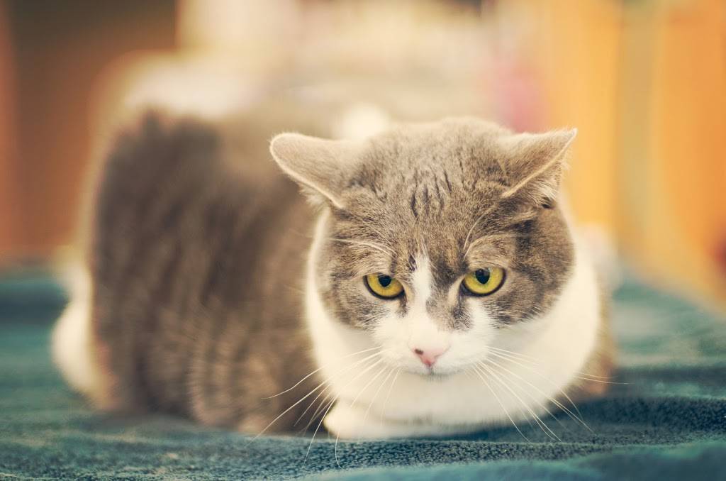 Treehouse Animal Clinic | 2000 Moores Mill Rd NW, Atlanta, GA 30318, USA | Phone: (404) 355-7387