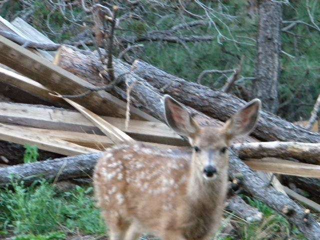 Little Elk Meadows Lodge Bed and Breakfast | 12307 US-36, Lyons, CO 80540, USA | Phone: (303) 823-6161