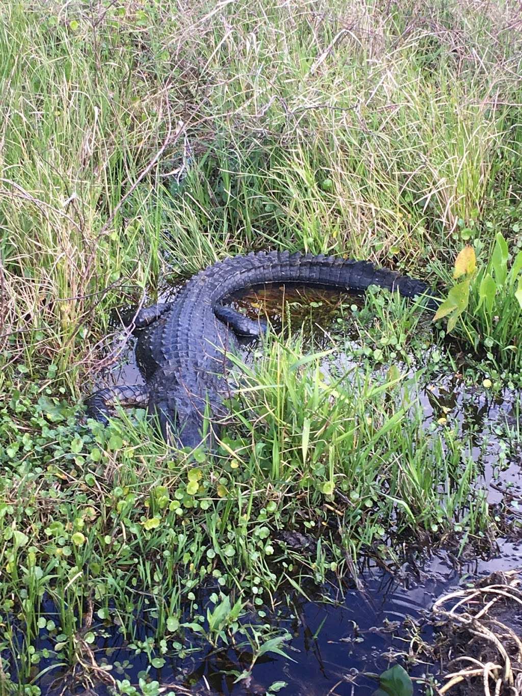 Alligator Cove Airboat Nature Tours | 14900 Camp Mack Rd, Lake Wales, FL 33898, USA | Phone: (863) 696-0406