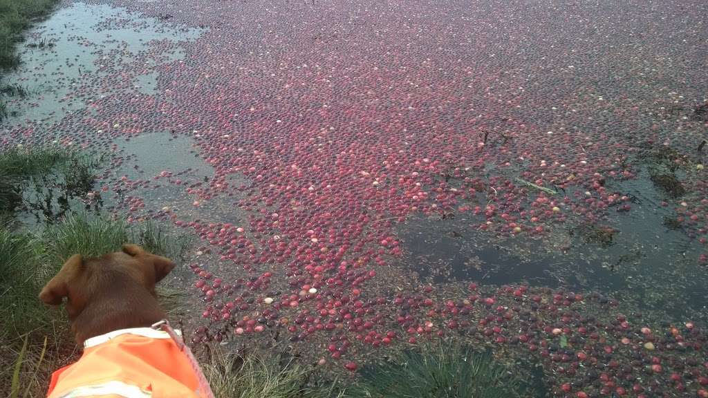 Cranberry Bogs | Carver, MA 02330, USA