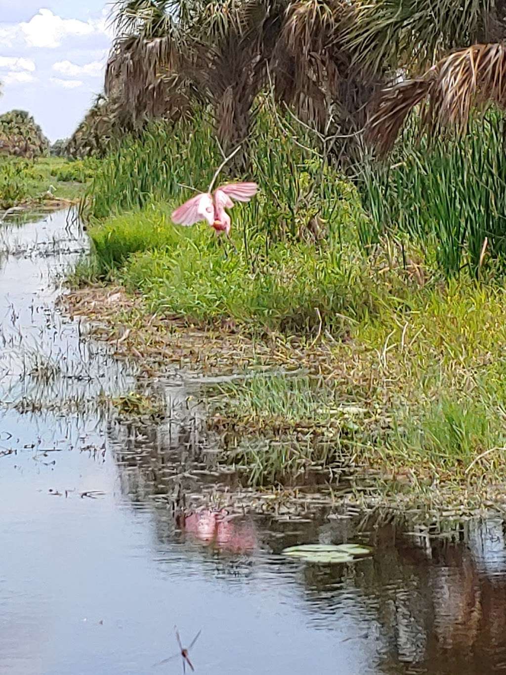 Upper St. Johns River Marsh Wildlife Management Area | Melbourne, FL 32904, USA | Phone: (386) 329-4404