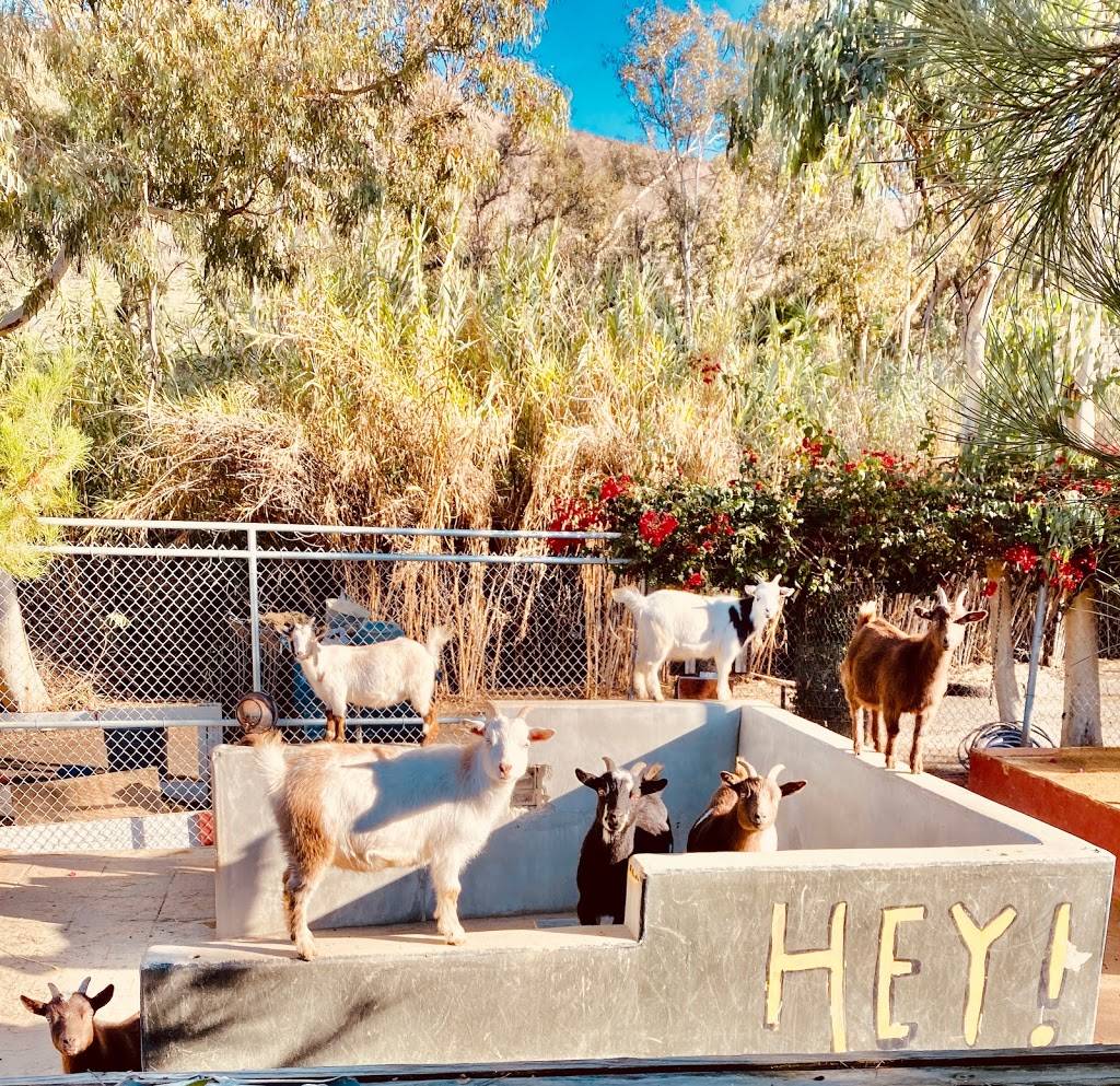 Oc goat yoga | 29458 Trabuco Creek Rd, San Juan Capistrano, CA 92675, USA | Phone: (949) 212-4357