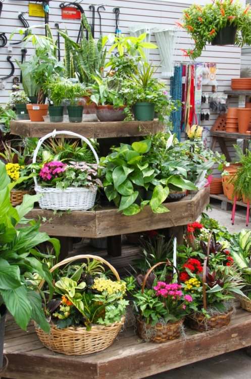 Halls Garden Center & Florist | 700 Springfield Ave, Berkeley Heights, NJ 07922, USA | Phone: (908) 665-0331