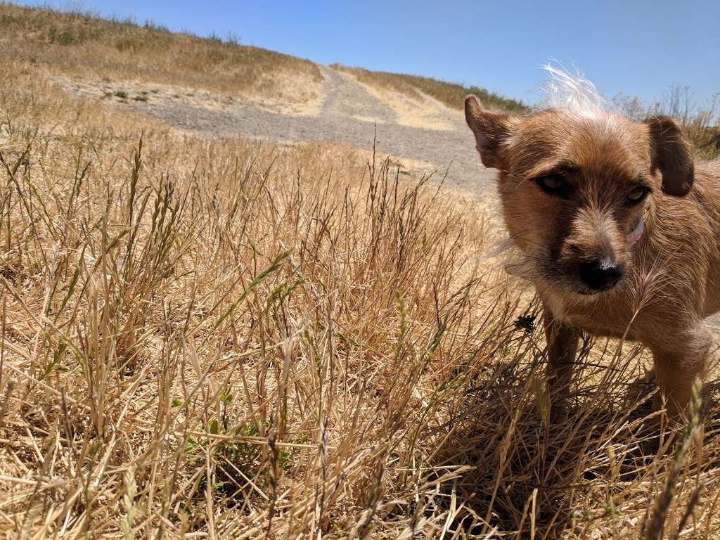 Rocky Memorial Dog Park | Casa Grande Rd, Petaluma, CA 94954, USA | Phone: (707) 565-2041