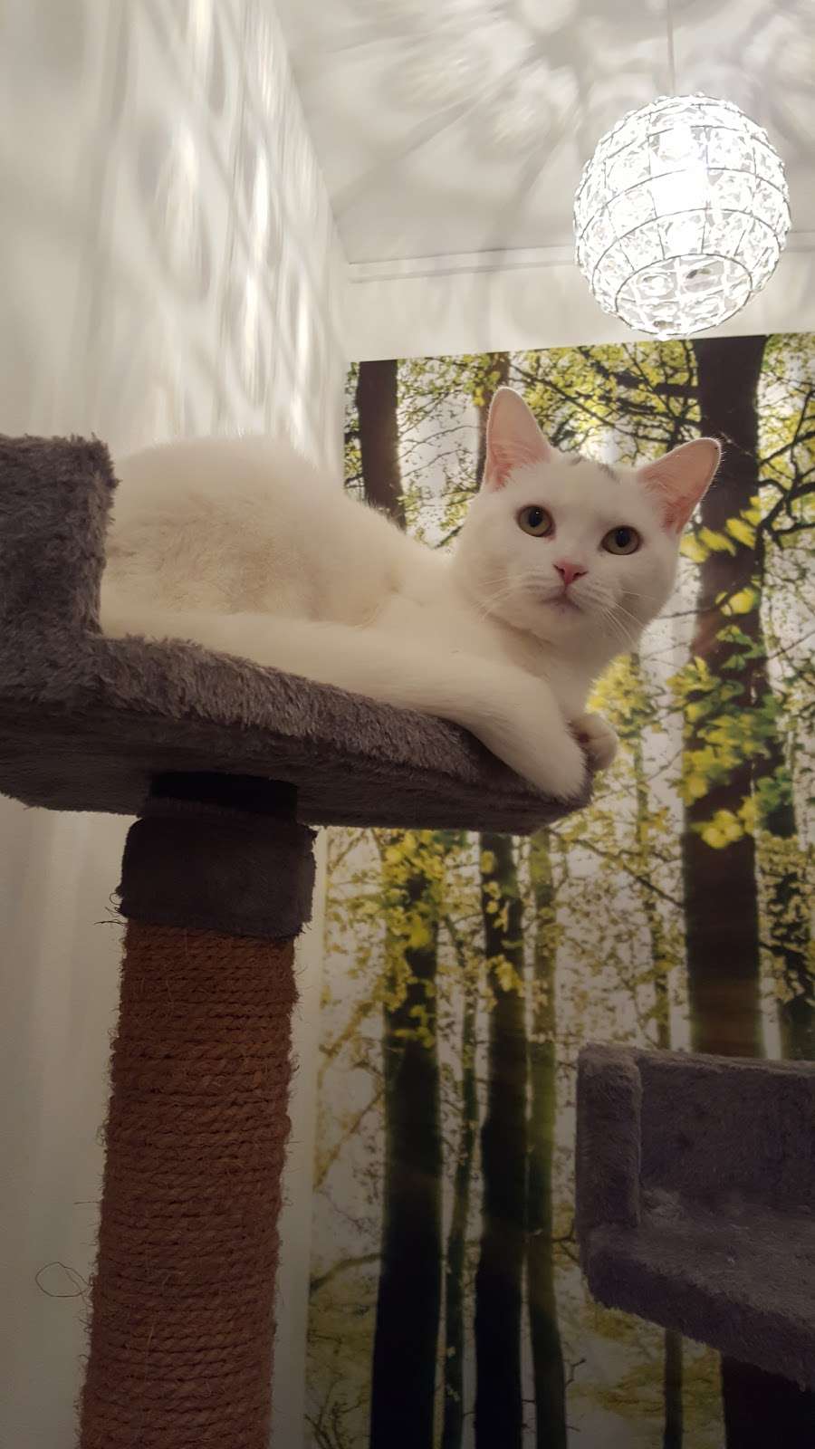 Lawlor Cat Hotel | Great Warley Place, Great Warley Street, Great Warley, Brentwood, Essex CM13 3JP, UK | Phone: 01277 233439