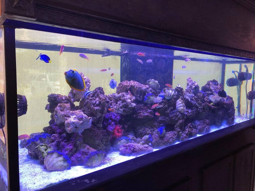 Corals Fish and Beyond | 2041 Rufe Snow Dr Ste 303, Keller, TX 76248 | Phone: (817) 479-6085