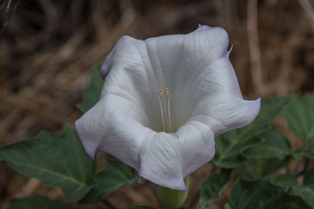 Navajo Canyon Open Space Park | San Diego, CA 92120