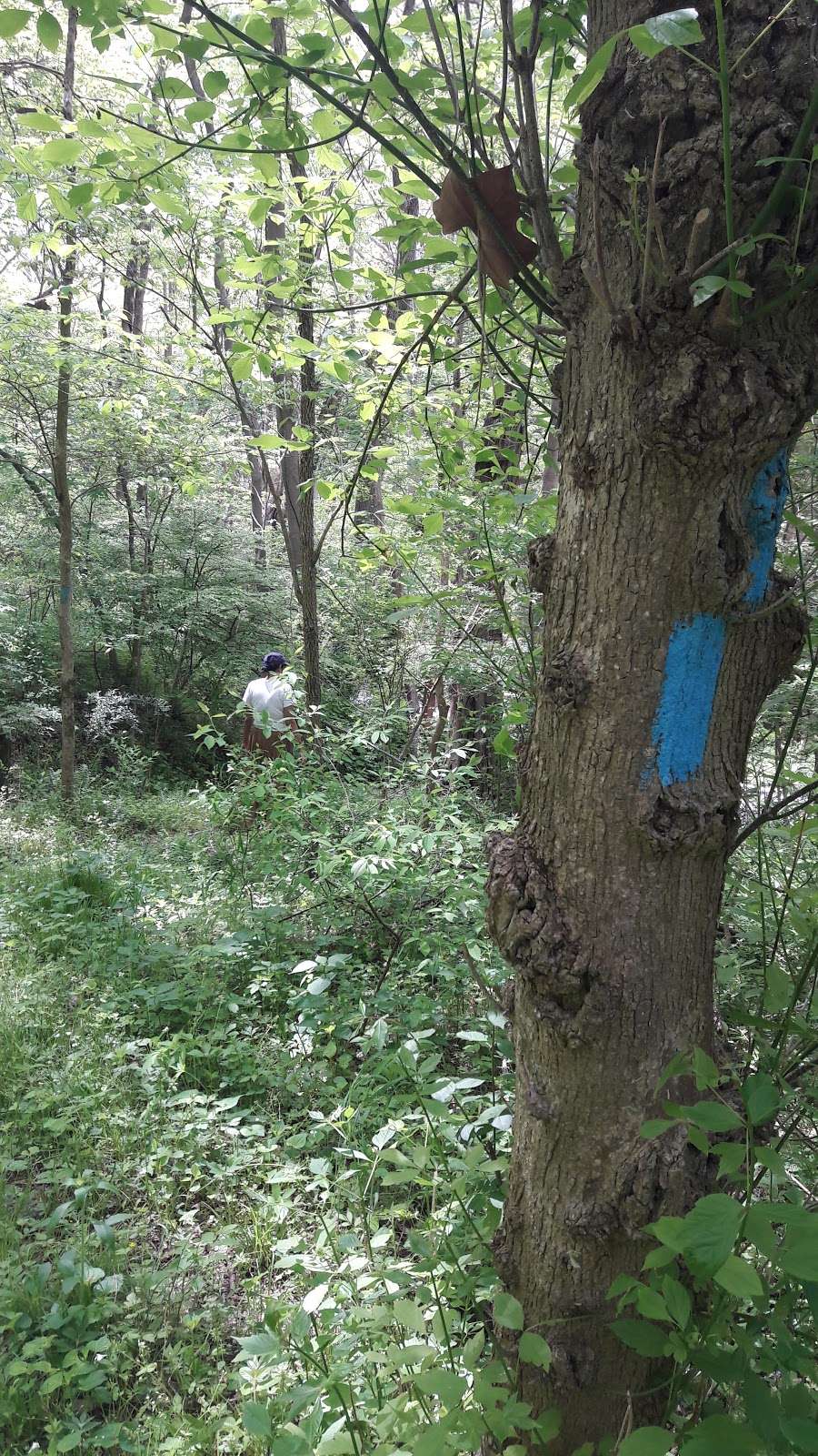 Native Lands Park | 1664 Long Level Rd, Wrightsville, PA 17368, USA | Phone: (717) 840-7440