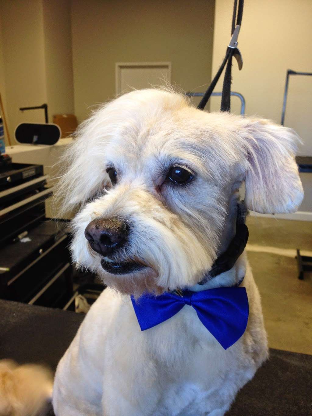 The Groomers Corner | 4002, 2000 N Milwaukee Ave, Chicago, IL 60647, USA | Phone: (773) 661-2804