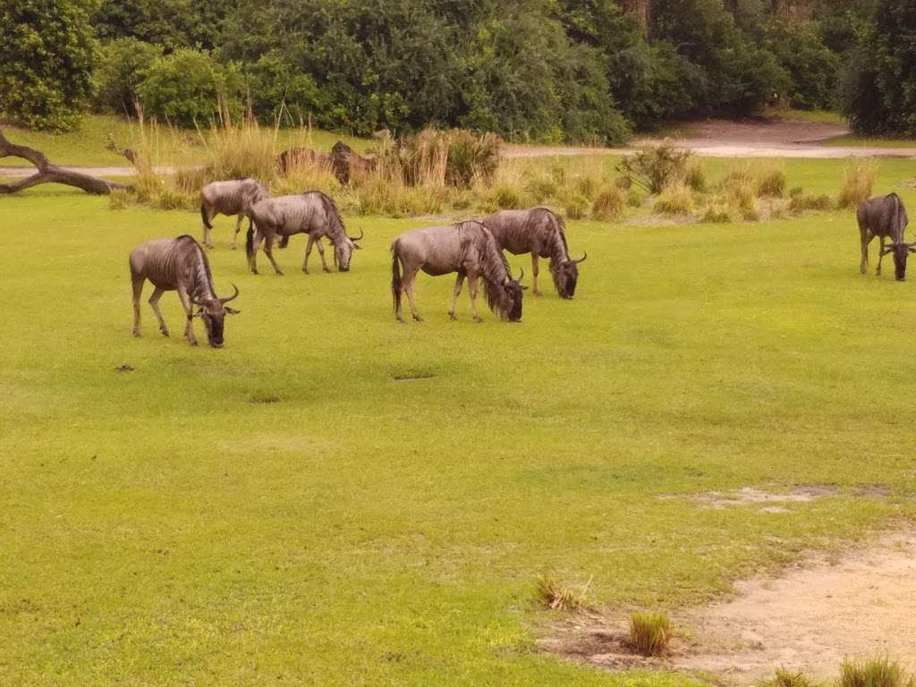 Kilimanjaro Safaris | 2901 W Osceola Pkwy, Orlando, FL 32830, USA | Phone: (407) 939-5277