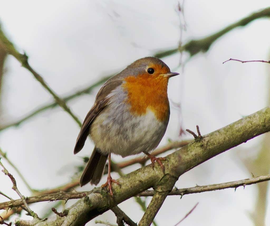 Amwell Quarry Nature Reserve | Ware SG12, UK