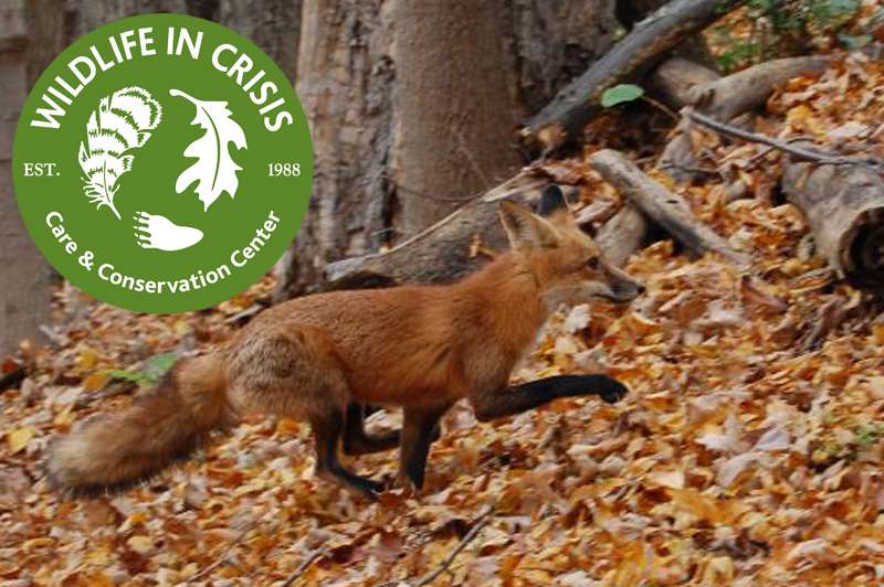 Wildlife In Crisis | 44 Indian Valley Rd, Weston, CT 06883, USA | Phone: (203) 544-9913