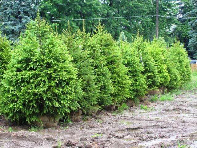 Affordable Trees, LLC. | 3969 E Co Rd 67, Chesterfield, IN 46017, USA | Phone: (317) 758-2000