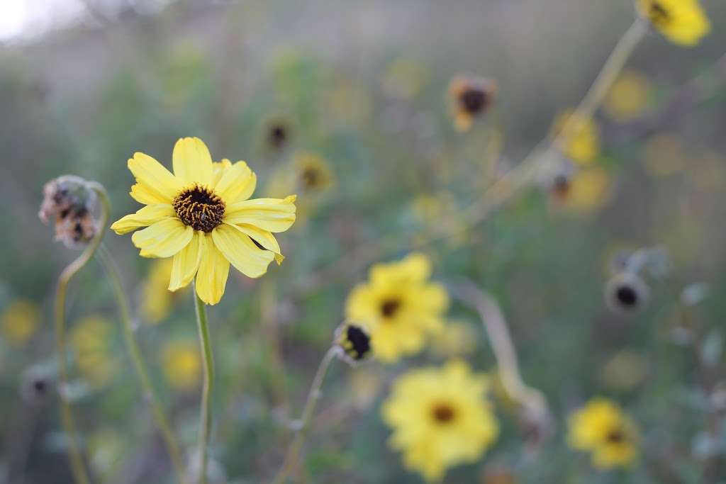 UC Irvine Ecological Preserve | Irvine, CA 92617, USA