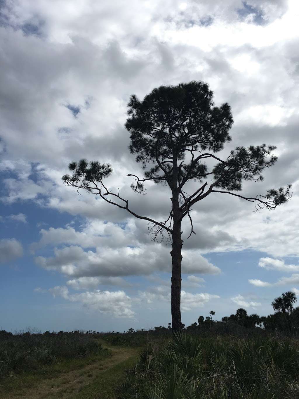 Scrub Jay Hiking Trail | Florida, USA