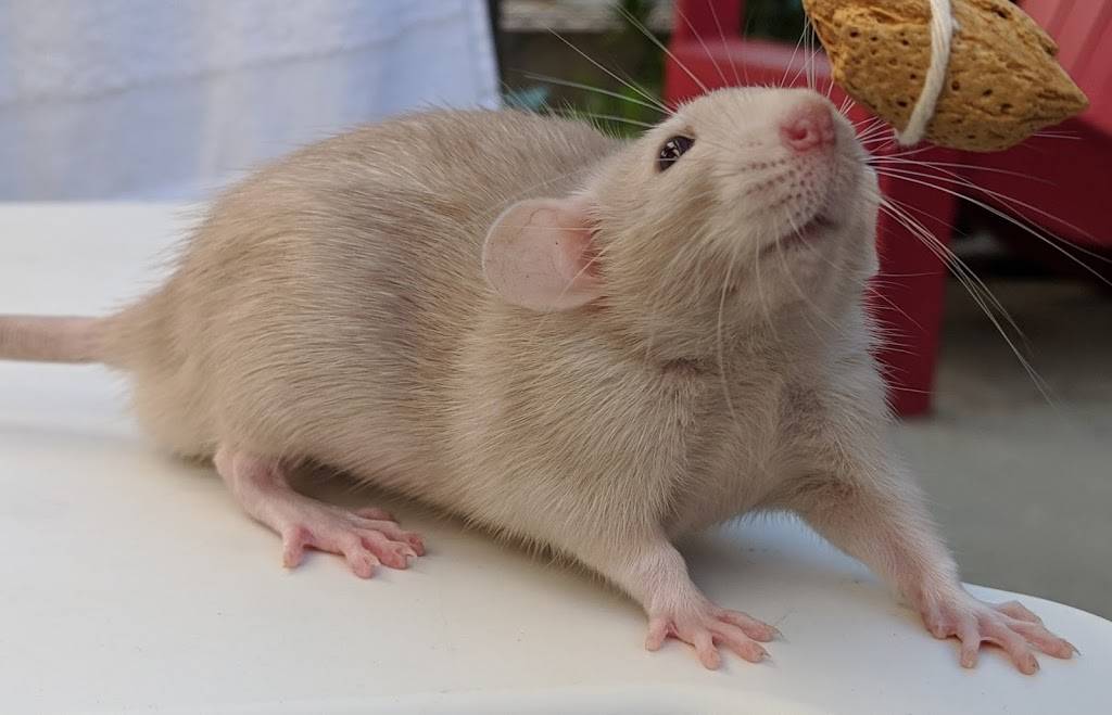 OC Dumbos Rat Breeder and Adoption | 207 Lindo Ct, Kissimmee, FL 34743, United States | Phone: (949) 232-9407