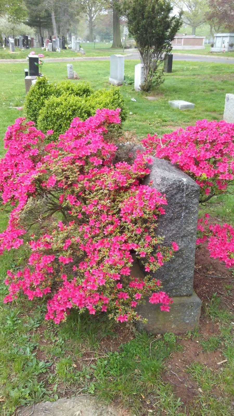 Rosedale Cemetery | 350 E Linden Ave, Linden, NJ 07036, USA | Phone: (908) 862-4990