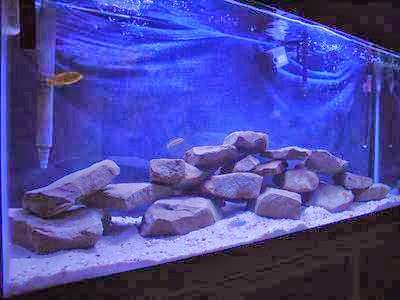 Austins Fish Tank Cleaning | 411 N Rogers St, Independence, MO 64050 | Phone: (816) 517-0312