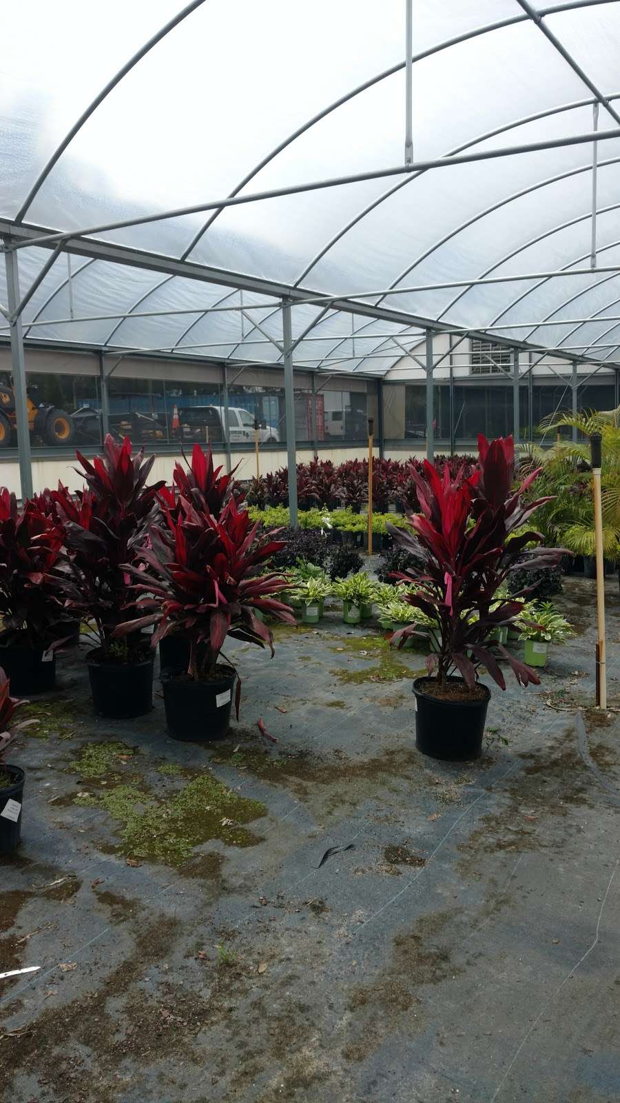 Lafleur Nurseries and Garden Center | 6275 FL-46, Sanford, FL 32771, USA | Phone: (321) 363-3449