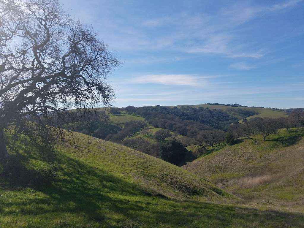 Ten Trees, Old Valley Oak | Martinez, CA 94553, USA